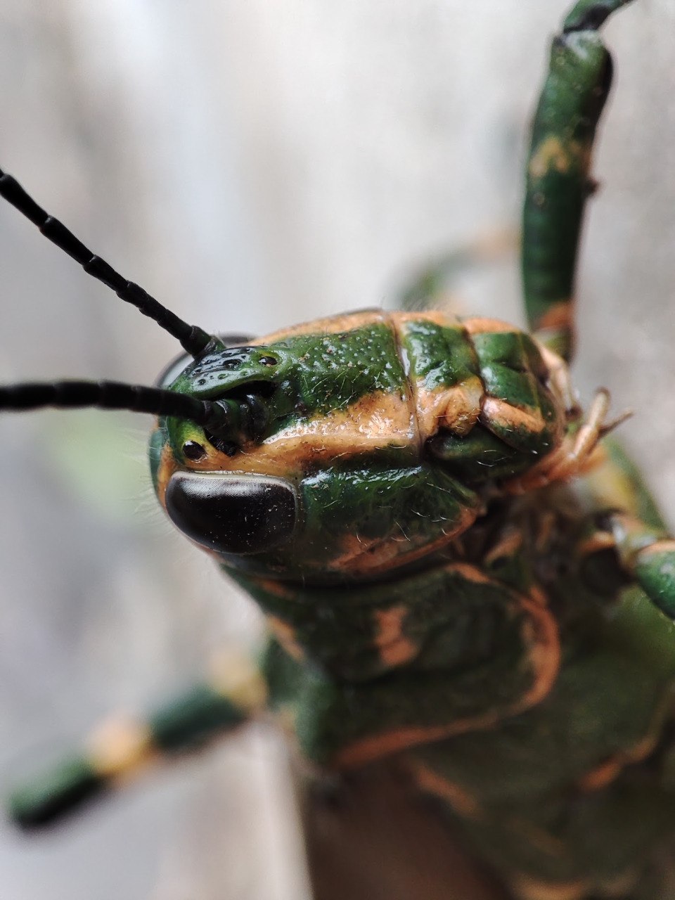 Foto macro de la cara de un grillo de colores verdes y amarillos